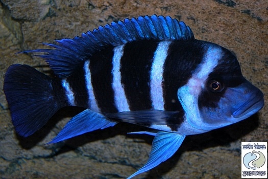 Cyphotilapia gibberosa 'Kapampa'